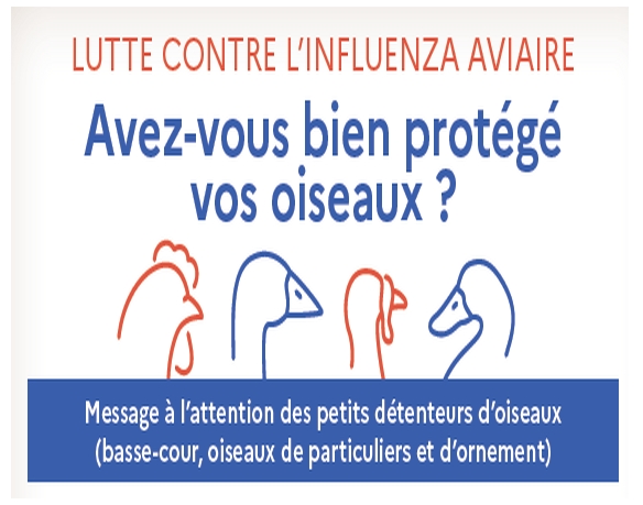 Lire la suite à propos de l’article Influenza aviaire : passage au niveau de risque « élevé »